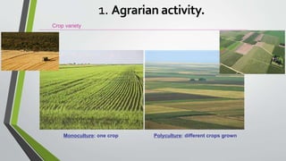 Crop variety
Monoculture: one crop Polyculture: different crops grown
1. Agrarian activity.
 
