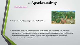 • It appeared 10.000 years ago, during the Neolithic.
• The Romans introduced the mediterranean trilogy (wheat, vine y olive tree). The agriculture
techniques were based on using the Roman plough, normally pulled by oxes, and the fallow land
system. Other contributions were the oil press, some irrigation techniques and fertilisers.
https://www.youtube.com/watch?v=bsbGA6boWCo
Historical evolution
1. Agrarian activity
 