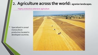 • Specialized in cereal
monoculture
production located in
developed countries.
Highly productive extensive agriculture
2. Agriculture across the world: agrarian landscapes.
 