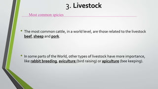 • The most common cattle, in a world level, are those related to the livestock
beef, sheep and pork.
• In some parts of theWorld, other types of livestock have more importance,
like rabbit breeding, aviculture (bird raising) or apiculture (bee keeping).
Most common spicies
3. Livestock
 