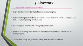 • It’s practised as much in developed countries as developing.
• It’s typical of large exploitations, in which the livestock roam all over the countryside and
it’s fed of natural grazing. (Trashumance)
• It requires scant investments, but its productivity is low.
• It’s destined to selling in the developed market economy and to the subsistence in
developing ones.
• Species: beef, sheep and, to a lesser extent, pork (meadow or dehesas).
Traditional or extensive livestock
3. Livestock
 