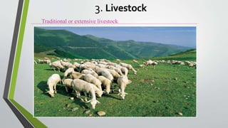 Traditional or extensive livestock
3. Livestock
 