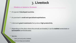 • It’s typical of developed countries.
• It’s practised in small and specialized exploitations.
• It demands great investments that produce high productivity.
• Depending on the place where the animals are breeded, it can be stabled (estabulada) or
semistabled (semiestabulada).
• Species:
• Beef, pork and poultry (stabled).
• Beef and sheep (semistabled).
Modern or intensive livestock
3. Livestock
 