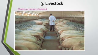 Modern or intensive livestock
3. Livestock
 