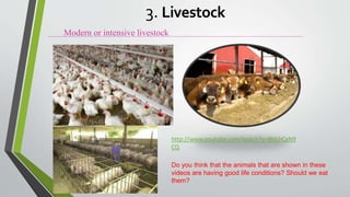 Modern or intensive livestock
http://www.youtube.com/watch?v=BklLhCgN9
CQ
3. Livestock
Do you think that the animals that are shown in these
videos are having good life conditions? Should we eat
them?
 