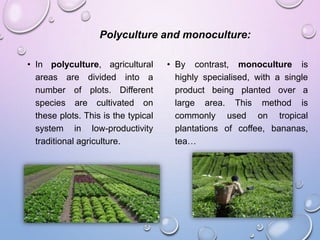 Polyculture and monoculture:
• In polyculture, agricultural
areas are divided into a
number of plots. Different
species are cultivated on
these plots. This is the typical
system in low-productivity
traditional agriculture.
• By contrast, monoculture is
highly specialised, with a single
product being planted over a
large area. This method is
commonly used on tropical
plantations of coffee, bananas,
tea…
 
