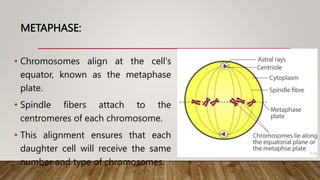 METAPHASE:
• Chromosomes align at the cell's
equator, known as the metaphase
plate.
• Spindle fibers attach to the
centromeres of each chromosome.
• This alignment ensures that each
daughter cell will receive the same
number and type of chromosomes.
 