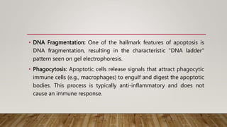 • DNA Fragmentation: One of the hallmark features of apoptosis is
DNA fragmentation, resulting in the characteristic "DNA ladder"
pattern seen on gel electrophoresis.
• Phagocytosis: Apoptotic cells release signals that attract phagocytic
immune cells (e.g., macrophages) to engulf and digest the apoptotic
bodies. This process is typically anti-inflammatory and does not
cause an immune response.
 