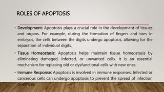 ROLES OF APOPTOSIS
• Development: Apoptosis plays a crucial role in the development of tissues
and organs. For example, during the formation of fingers and toes in
embryos, the cells between the digits undergo apoptosis, allowing for the
separation of individual digits.
• Tissue Homeostasis: Apoptosis helps maintain tissue homeostasis by
eliminating damaged, infected, or unwanted cells. It is an essential
mechanism for replacing old or dysfunctional cells with new ones.
• Immune Response: Apoptosis is involved in immune responses. Infected or
cancerous cells can undergo apoptosis to prevent the spread of infection
or cancer.
 