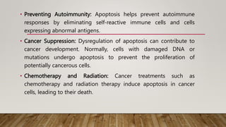 • Preventing Autoimmunity: Apoptosis helps prevent autoimmune
responses by eliminating self-reactive immune cells and cells
expressing abnormal antigens.
• Cancer Suppression: Dysregulation of apoptosis can contribute to
cancer development. Normally, cells with damaged DNA or
mutations undergo apoptosis to prevent the proliferation of
potentially cancerous cells.
• Chemotherapy and Radiation: Cancer treatments such as
chemotherapy and radiation therapy induce apoptosis in cancer
cells, leading to their death.
 