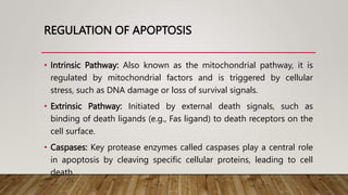 REGULATION OF APOPTOSIS
• Intrinsic Pathway: Also known as the mitochondrial pathway, it is
regulated by mitochondrial factors and is triggered by cellular
stress, such as DNA damage or loss of survival signals.
• Extrinsic Pathway: Initiated by external death signals, such as
binding of death ligands (e.g., Fas ligand) to death receptors on the
cell surface.
• Caspases: Key protease enzymes called caspases play a central role
in apoptosis by cleaving specific cellular proteins, leading to cell
death.
 