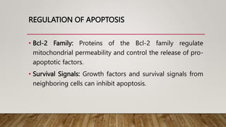 REGULATION OF APOPTOSIS
• Bcl-2 Family: Proteins of the Bcl-2 family regulate
mitochondrial permeability and control the release of pro-
apoptotic factors.
• Survival Signals: Growth factors and survival signals from
neighboring cells can inhibit apoptosis.
 
