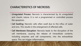 CHARACTERISTICS OF NECROSIS:
• Unregulated Process: Necrosis is characterized by its unregulated
and chaotic nature. It is not a programmed or controlled process
like apoptosis.
• Cell Swelling: Necrotic cells often swell due to the influx of water
and ions. This results in the enlargement of affected cells.
• Cell Membrane Disruption: Necrosis leads to the disruption of the
cell membrane, causing the release of intracellular contents,
including enzymes and cell components, into the extracellular
space. This can trigger inflammation.
 
