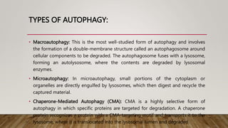 TYPES OF AUTOPHAGY:
• Macroautophagy: This is the most well-studied form of autophagy and involves
the formation of a double-membrane structure called an autophagosome around
cellular components to be degraded. The autophagosome fuses with a lysosome,
forming an autolysosome, where the contents are degraded by lysosomal
enzymes.
• Microautophagy: In microautophagy, small portions of the cytoplasm or
organelles are directly engulfed by lysosomes, which then digest and recycle the
captured material.
• Chaperone-Mediated Autophagy (CMA): CMA is a highly selective form of
autophagy in which specific proteins are targeted for degradation. A chaperone
protein recognizes a protein with a CMA-targeting motif and transports it to the
lysosome, where it is translocated into the lysosomal lumen and degraded.
 