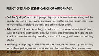 FUNCTIONS AND SIGNIFICANCE OF AUTOPHAGY:
• Cellular Quality Control: Autophagy plays a crucial role in maintaining cellular
quality control by removing damaged or malfunctioning organelles (e.g.,
mitochondria), misfolded proteins, and other cellular debris.
• Adaptation to Stress: Autophagy is induced in response to various stresses,
such as nutrient deprivation, oxidative stress, and infections. It helps the cell
adapt to these stressors by providing a source of energy and essential building
blocks.
• Immunity: Autophagy contributes to the immune response by eliminating
intracellular pathogens, such as viruses and bacteria, through a process known
as xenophagy.
 