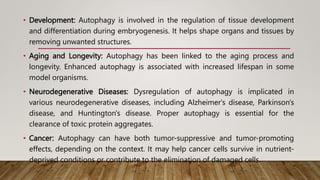 • Development: Autophagy is involved in the regulation of tissue development
and differentiation during embryogenesis. It helps shape organs and tissues by
removing unwanted structures.
• Aging and Longevity: Autophagy has been linked to the aging process and
longevity. Enhanced autophagy is associated with increased lifespan in some
model organisms.
• Neurodegenerative Diseases: Dysregulation of autophagy is implicated in
various neurodegenerative diseases, including Alzheimer's disease, Parkinson's
disease, and Huntington's disease. Proper autophagy is essential for the
clearance of toxic protein aggregates.
• Cancer: Autophagy can have both tumor-suppressive and tumor-promoting
effects, depending on the context. It may help cancer cells survive in nutrient-
deprived conditions or contribute to the elimination of damaged cells.
 