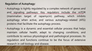 Regulation of Autophagy:
• Autophagy is tightly regulated by a complex network of genes and
and signaling pathways. Key regulators include the mTOR
(mammalian target of rapamycin) pathway, which inhibits
autophagy when active, and various autophagy-related (ATG)
proteins that facilitate the autophagy process.
• Autophagy is a dynamic and essential cellular process that helps
maintain cellular health, adapt to changing conditions, and
contribute to various physiological and pathological processes. Its
regulation and functions continue to be the focus of extensive
research in cell biology and disease.
 