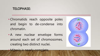 TELOPHASE:
• Chromatids reach opposite poles
and begin to de-condense into
chromatin.
• A new nuclear envelope forms
around each set of chromosomes,
creating two distinct nuclei.
• Mitosis is nearly complete.
 