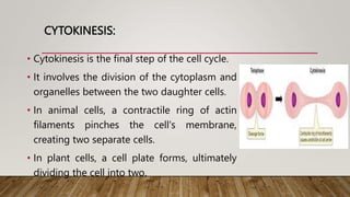 CYTOKINESIS:
• Cytokinesis is the final step of the cell cycle.
• It involves the division of the cytoplasm and
organelles between the two daughter cells.
• In animal cells, a contractile ring of actin
filaments pinches the cell's membrane,
creating two separate cells.
• In plant cells, a cell plate forms, ultimately
dividing the cell into two.
 