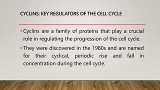 CYCLINS: KEY REGULATORS OF THE CELL CYCLE
• Cyclins are a family of proteins that play a crucial
role in regulating the progression of the cell cycle.
• They were discovered in the 1980s and are named
for their cyclical, periodic rise and fall in
concentration during the cell cycle.
 