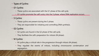• Types of Cyclins:
• G1 Cyclins:
• These cyclins are associated with the G1 phase of the cell cycle.
• G1 cyclins promote the cell's entry into the S phase, where DNA replication occurs.
• S Cyclins:
• These cyclins are present during the S phase.
• They are responsible for initiating and controlling DNA synthesis.
• G2 Cyclins:
• G2 cyclins are found in the G2 phase of the cell cycle.
• They facilitate the cell's preparation for mitosis (M phase).
• M Cyclins:
• M cyclins play a critical role in the progression through mitosis (M phase).
• They regulate the events of mitosis, including chromosome condensation and
segregation.
 