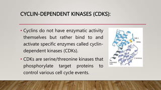 CYCLIN-DEPENDENT KINASES (CDKS):
• Cyclins do not have enzymatic activity
themselves but rather bind to and
activate specific enzymes called cyclin-
dependent kinases (CDKs).
• CDKs are serine/threonine kinases that
phosphorylate target proteins to
control various cell cycle events.
 