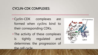 CYCLIN-CDK COMPLEXES:
• Cyclin-CDK complexes are
formed when cyclins bind to
their corresponding CDKs.
• The activity of these complexes
is tightly regulated and
determines the progression of
the cell cycle.
 