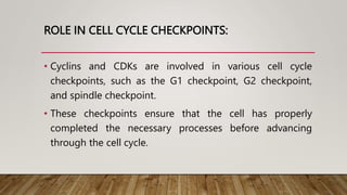 ROLE IN CELL CYCLE CHECKPOINTS:
• Cyclins and CDKs are involved in various cell cycle
checkpoints, such as the G1 checkpoint, G2 checkpoint,
and spindle checkpoint.
• These checkpoints ensure that the cell has properly
completed the necessary processes before advancing
through the cell cycle.
 