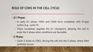 ROLE OF CDKS IN THE CELL CYCLE:
• G1 Phase:
• In early G1 phase, CDK4 and CDK6 form complexes with D-type
cyclins (e.g., cyclin D).
• These complexes regulate the G1 checkpoint, allowing the cell to
enter the S phase when conditions are favorable.
• S Phase:
• Cyclin E binds to CDK2, driving the cell into the S phase, where DNA
synthesis occurs.
 