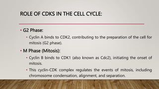 ROLE OF CDKS IN THE CELL CYCLE:
• G2 Phase:
• Cyclin A binds to CDK2, contributing to the preparation of the cell for
mitosis (G2 phase).
• M Phase (Mitosis):
• Cyclin B binds to CDK1 (also known as Cdc2), initiating the onset of
mitosis.
• This cyclin-CDK complex regulates the events of mitosis, including
chromosome condensation, alignment, and separation.
 