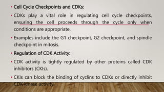 • Cell Cycle Checkpoints and CDKs:
• CDKs play a vital role in regulating cell cycle checkpoints,
ensuring the cell proceeds through the cycle only when
conditions are appropriate.
• Examples include the G1 checkpoint, G2 checkpoint, and spindle
checkpoint in mitosis.
• Regulation of CDK Activity:
• CDK activity is tightly regulated by other proteins called CDK
inhibitors (CKIs).
• CKIs can block the binding of cyclins to CDKs or directly inhibit
CDK kinase activity.
 