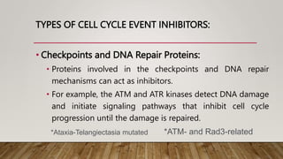 TYPES OF CELL CYCLE EVENT INHIBITORS:
• Checkpoints and DNA Repair Proteins:
• Proteins involved in the checkpoints and DNA repair
mechanisms can act as inhibitors.
• For example, the ATM and ATR kinases detect DNA damage
and initiate signaling pathways that inhibit cell cycle
progression until the damage is repaired.
*Ataxia-Telangiectasia mutated *ATM- and Rad3-related
 