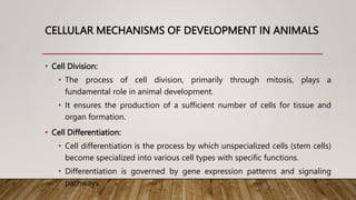 CELLULAR MECHANISMS OF DEVELOPMENT IN ANIMALS
• Cell Division:
• The process of cell division, primarily through mitosis, plays a
fundamental role in animal development.
• It ensures the production of a sufficient number of cells for tissue and
organ formation.
• Cell Differentiation:
• Cell differentiation is the process by which unspecialized cells (stem cells)
become specialized into various cell types with specific functions.
• Differentiation is governed by gene expression patterns and signaling
pathways.
 