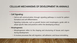 CELLULAR MECHANISMS OF DEVELOPMENT IN ANIMALS
• Cell Signaling:
• Cell-to-cell communication through signaling pathways is crucial for pattern
formation and cell differentiation.
• Signaling molecules, such as growth factors and morphogens, guide cells to
adopt specific fates and positions within the developing embryo.
• Morphogenesis:
• Morphogenesis refers to the shaping and structuring of tissues and organs
during development.
• It involves processes like cell migration, cell adhesion, and tissue remodeling.
 