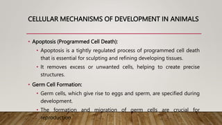 CELLULAR MECHANISMS OF DEVELOPMENT IN ANIMALS
• Apoptosis (Programmed Cell Death):
• Apoptosis is a tightly regulated process of programmed cell death
that is essential for sculpting and refining developing tissues.
• It removes excess or unwanted cells, helping to create precise
structures.
• Germ Cell Formation:
• Germ cells, which give rise to eggs and sperm, are specified during
development.
• The formation and migration of germ cells are crucial for
reproduction.
 