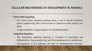 CELLULAR MECHANISMS OF DEVELOPMENT IN ANIMALS
• Notch-Delta Signaling:
• The Notch-Delta signaling pathway plays a role in lateral inhibition,
where neighboring cells communicate to determine their distinct cell
fates.
• It helps establish a regular pattern of cell differentiation.
• Hedgehog Signaling:
• The Hedgehog signaling pathway is involved in controlling cell
differentiation, tissue patterning, and limb development in vertebrates.
• Dysregulation of this pathway can lead to developmental disorders
and cancer.
 