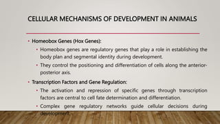 CELLULAR MECHANISMS OF DEVELOPMENT IN ANIMALS
• Homeobox Genes (Hox Genes):
• Homeobox genes are regulatory genes that play a role in establishing the
body plan and segmental identity during development.
• They control the positioning and differentiation of cells along the anterior-
posterior axis.
• Transcription Factors and Gene Regulation:
• The activation and repression of specific genes through transcription
factors are central to cell fate determination and differentiation.
• Complex gene regulatory networks guide cellular decisions during
development.
 