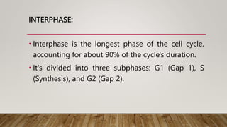 INTERPHASE:
• Interphase is the longest phase of the cell cycle,
accounting for about 90% of the cycle's duration.
• It's divided into three subphases: G1 (Gap 1), S
(Synthesis), and G2 (Gap 2).
 