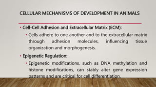 CELLULAR MECHANISMS OF DEVELOPMENT IN ANIMALS
• Cell-Cell Adhesion and Extracellular Matrix (ECM):
• Cells adhere to one another and to the extracellular matrix
through adhesion molecules, influencing tissue
organization and morphogenesis.
• Epigenetic Regulation:
• Epigenetic modifications, such as DNA methylation and
histone modifications, can stably alter gene expression
patterns and are critical for cell differentiation.
 