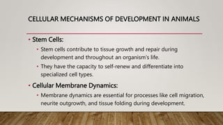 CELLULAR MECHANISMS OF DEVELOPMENT IN ANIMALS
• Stem Cells:
• Stem cells contribute to tissue growth and repair during
development and throughout an organism's life.
• They have the capacity to self-renew and differentiate into
specialized cell types.
• Cellular Membrane Dynamics:
• Membrane dynamics are essential for processes like cell migration,
neurite outgrowth, and tissue folding during development.
 