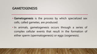 GAMETOGENESIS
• Gametogenesis is the process by which specialized sex
cells, called gametes, are produced.
• In animals, gametogenesis occurs through a series of
complex cellular events that result in the formation of
either sperm (spermatogenesis) or eggs (oogenesis).
 