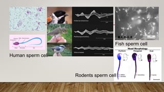 Human sperm cell
Fish sperm cell
Rodents sperm cell
 