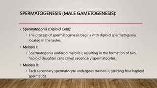 SPERMATOGENESIS (MALE GAMETOGENESIS):
• Spermatogonia (Diploid Cells):
• The process of spermatogenesis begins with diploid spermatogonia,
located in the testes.
• Meiosis I:
• Spermatogonia undergo meiosis I, resulting in the formation of two
haploid daughter cells called secondary spermatocytes.
• Meiosis II:
• Each secondary spermatocyte undergoes meiosis II, yielding four haploid
spermatids.
 