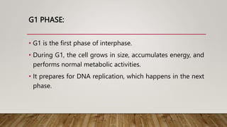 G1 PHASE:
• G1 is the first phase of interphase.
• During G1, the cell grows in size, accumulates energy, and
performs normal metabolic activities.
• It prepares for DNA replication, which happens in the next
phase.
 
