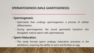 SPERMATOGENESIS (MALE GAMETOGENESIS):
• Spermiogenesis:
• Spermatids then undergo spermiogenesis, a process of cellular
differentiation.
• During spermiogenesis, the round spermatids transform into
elongated, mature sperm cells (spermatozoa).
• Sperm Maturation:
• The newly formed sperm undergo maturation processes in the
epididymis, acquiring the ability to swim and fertilize an egg.
 