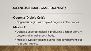 OOGENESIS (FEMALE GAMETOGENESIS):
• Oogonia (Diploid Cells):
• Oogenesis begins with diploid oogonia in the ovaries.
• Meiosis I:
• Oogonia undergo meiosis I, producing a larger primary
oocyte and a smaller polar body.
• Meiosis I typically begins during fetal development but
halts until puberty.
 