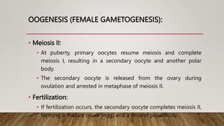 OOGENESIS (FEMALE GAMETOGENESIS):
• Meiosis II:
• At puberty, primary oocytes resume meiosis and complete
meiosis I, resulting in a secondary oocyte and another polar
body.
• The secondary oocyte is released from the ovary during
ovulation and arrested in metaphase of meiosis II.
• Fertilization:
• If fertilization occurs, the secondary oocyte completes meiosis II,
forming a mature ovum (egg) and a second polar body.
 