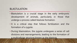 BLASTULATION
• Blastulation is a crucial stage in the early embryonic
development of animals, particularly in those that
undergo a process called blastula formation.
• It is a critical step that follows fertilization and the
formation of a zygote.
• During blastulation, the zygote undergoes a series of cell
divisions and rearrangements, leading to the formation of
a multicellular structure known as the blastula.
 