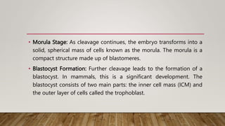 • Morula Stage: As cleavage continues, the embryo transforms into a
solid, spherical mass of cells known as the morula. The morula is a
compact structure made up of blastomeres.
• Blastocyst Formation: Further cleavage leads to the formation of a
blastocyst. In mammals, this is a significant development. The
blastocyst consists of two main parts: the inner cell mass (ICM) and
the outer layer of cells called the trophoblast.
 