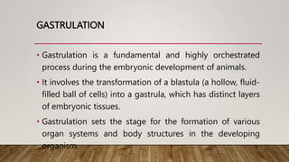 GASTRULATION
• Gastrulation is a fundamental and highly orchestrated
process during the embryonic development of animals.
• It involves the transformation of a blastula (a hollow, fluid-
filled ball of cells) into a gastrula, which has distinct layers
of embryonic tissues.
• Gastrulation sets the stage for the formation of various
organ systems and body structures in the developing
organism.
 